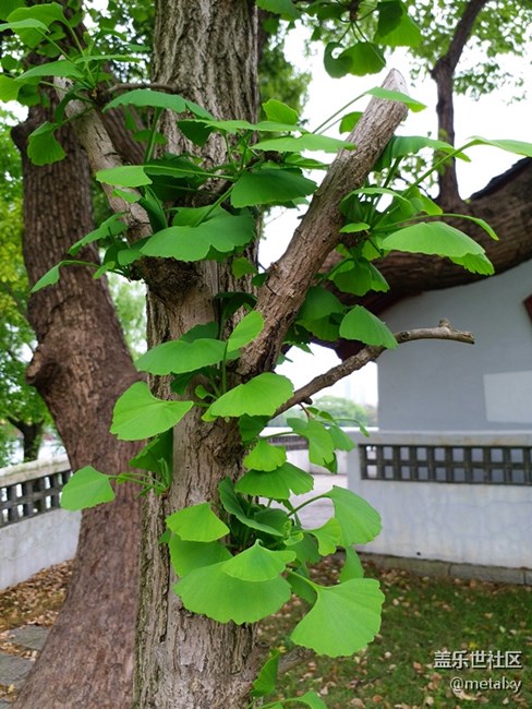 【樂享C5 Pro】不可不信緣,三星蓋樂世C5 PRO(一) 【樂享C5 Pro】不可不信緣,三星蓋樂世C5 PRO(一)