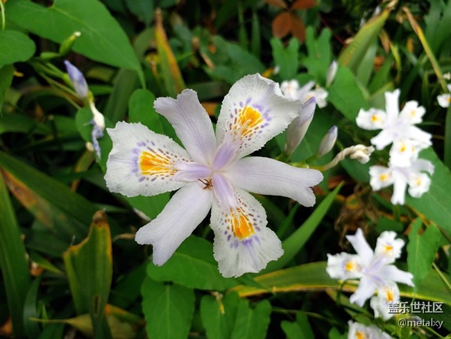 【樂享C5 Pro】不可不信緣,三星蓋樂世C5 PRO(一) 【樂享C5 Pro】不可不信緣,三星蓋樂世C5 PRO(一)