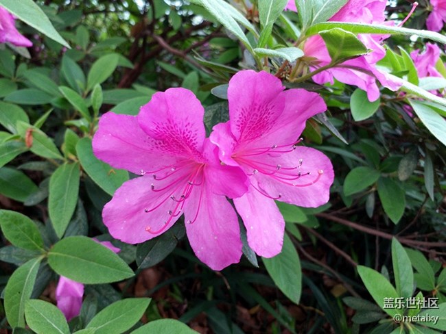 【樂享C5 Pro】不可不信緣,三星蓋樂世C5 PRO(一) 【樂享C5 Pro】不可不信緣,三星蓋樂世C5 PRO(一)