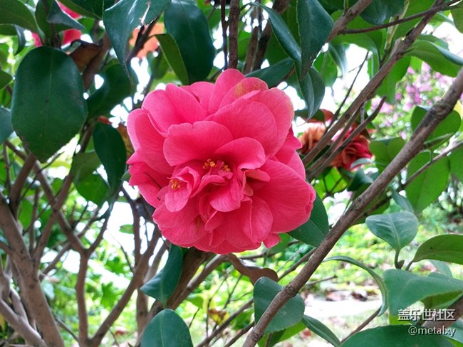 【樂享C5 Pro】不可不信緣,三星蓋樂世C5 PRO(一) 【樂享C5 Pro】不可不信緣,三星蓋樂世C5 PRO(一)