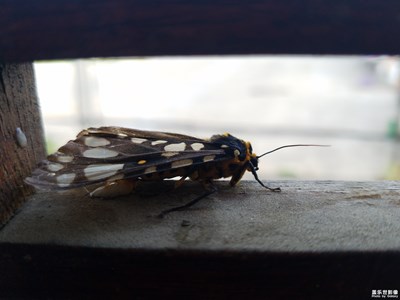 蝴蝶，蛾子？