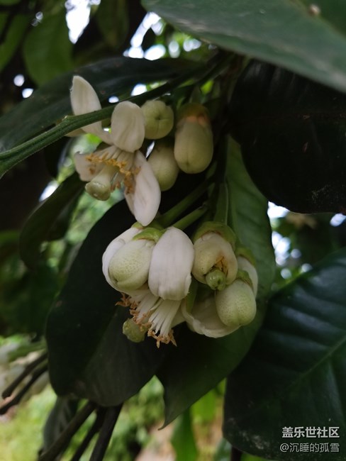 蓋樂世影像傳圖太慢，大家是不是有這樣的感受