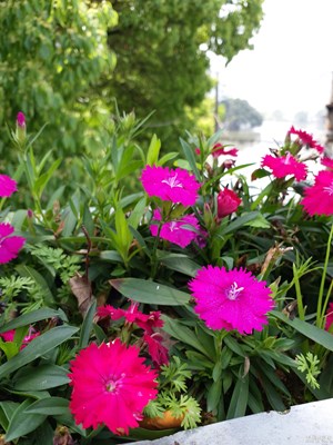 隨意拍 ，你們說說虛化效果怎么樣 c9 拍的