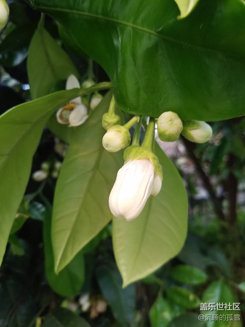 蓋樂世影像傳圖太慢，大家是不是有這樣的感受