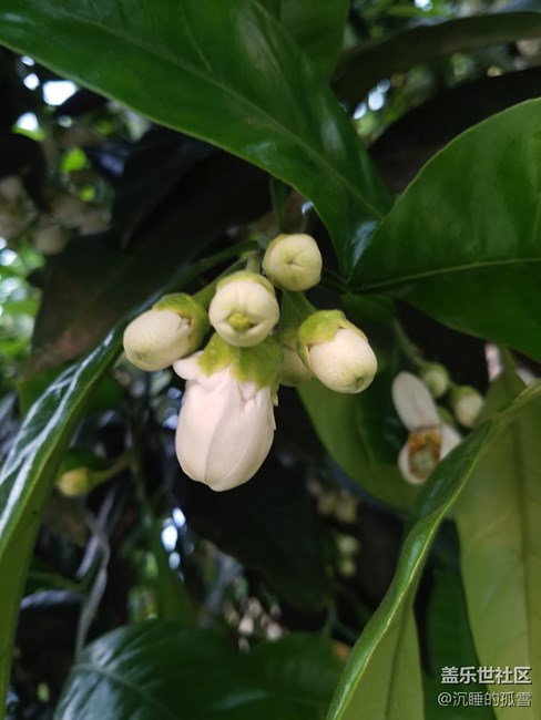 蓋樂世影像傳圖太慢，大家是不是有這樣的感受