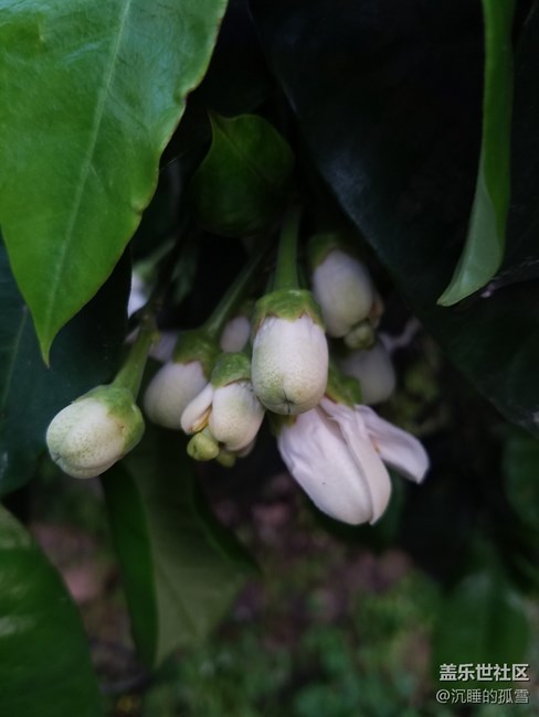 蓋樂世影像傳圖太慢，大家是不是有這樣的感受