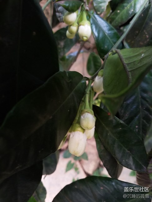 蓋樂世影像傳圖太慢，大家是不是有這樣的感受