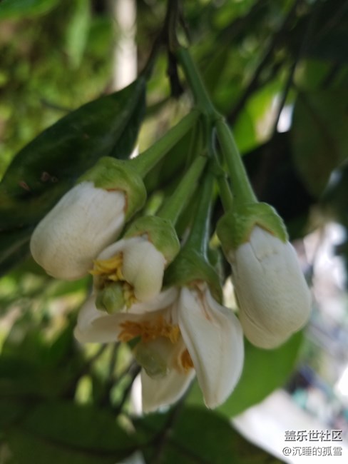 蓋樂世影像傳圖太慢，大家是不是有這樣的感受