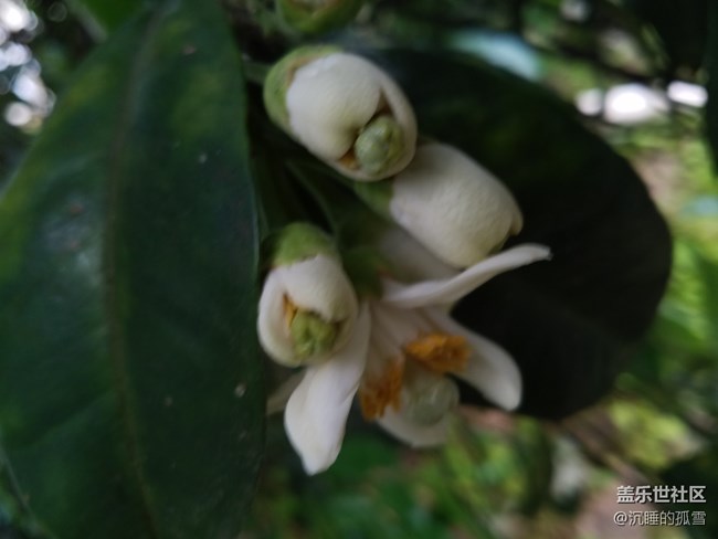 蓋樂世影像傳圖太慢，大家是不是有這樣的感受