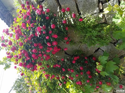 美麗無比的月季花.隨拍四組