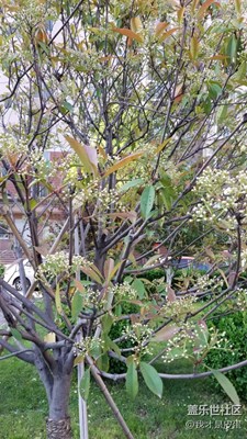 這是什么植物呢猜