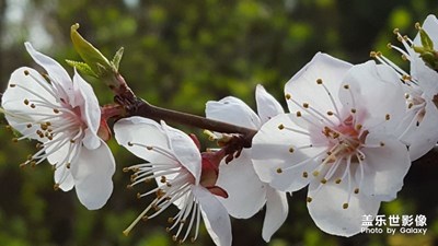 桃花春色暖先開(kāi)，明媚誰(shuí)人不看來(lái)。