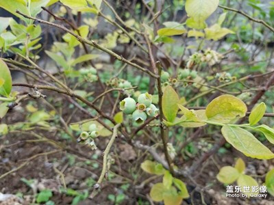 藍(lán)莓