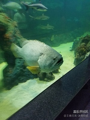 一路旅行一路曬+普吉島水族館+海底世界