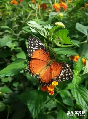 蝴蝶隨拍1