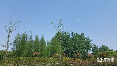 一路旅行一路曬+上海青浦東方綠洲+風(fēng)景
