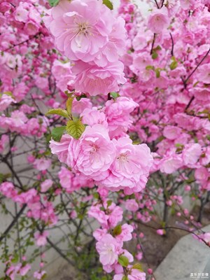 花卉，大家看看拍的還行嗎？