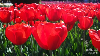 一路旅行一路曬+伊寧+人間四月芳菲至