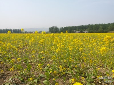 一句旅行一路曬+北京+萬畝油菜花