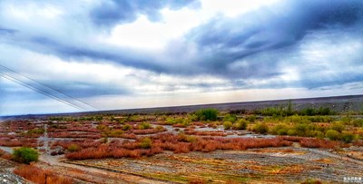 一路旅行一路曬+哈密+戈壁上的杏花林，駱駝刺