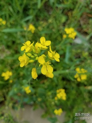 一路旅行一路曬 啟東 花兒