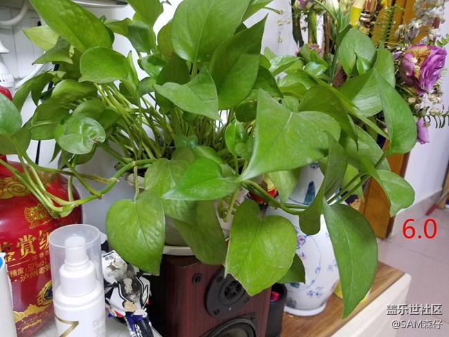 6.0和7.0拍照，沒(méi)有對(duì)比就沒(méi)有傷害！