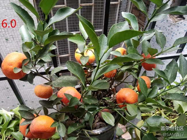 6.0和7.0拍照，沒(méi)有對(duì)比就沒(méi)有傷害！