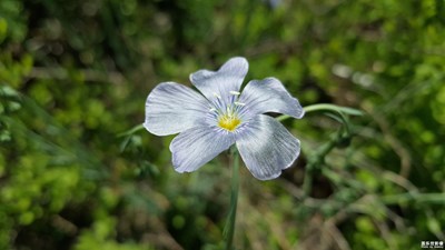《初夏風(fēng)情畫》+烏魯木齊+亂花漸欲迷人眼，淺草才能末馬蹄。