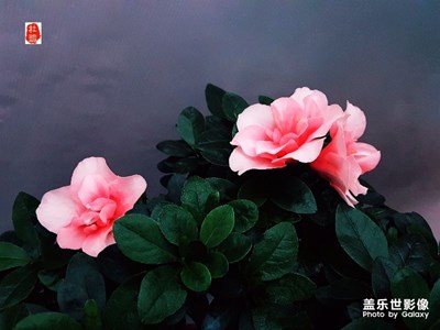 《初夏風(fēng)情畫》+烏魯木齊市+植物園杜鵑花展