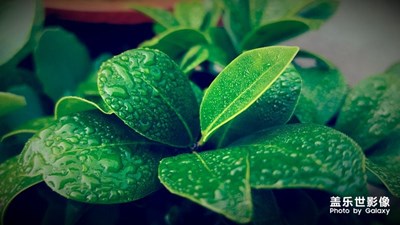 《初夏風(fēng)情畫》+河南周口+夏綠凝露