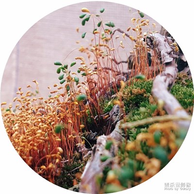 微距下的護盆草……微觀有微觀的精彩！