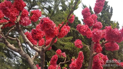 《初夏風(fēng)情畫》+洛陽+鮮花朵朵