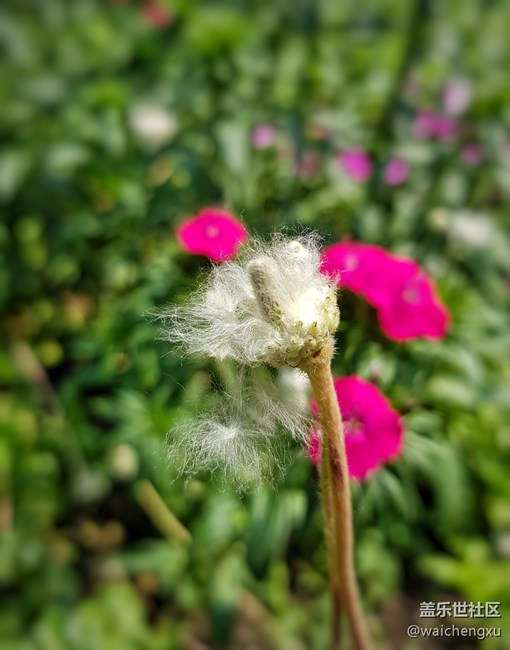 亞太版S8+ SM-G955FD上手一周簡單感受（下）