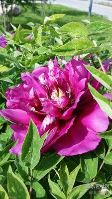 《初夏風情畫》+伊寧市+繁花似錦