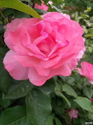 《初夏風(fēng)情畫(huà)》+濰坊+五月的鮮花