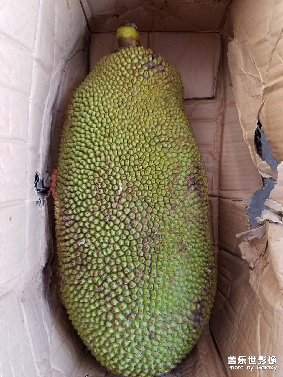 菠蘿菠蘿蜜