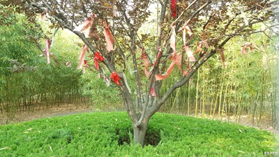 《初夏風(fēng)情畫(huà)》+江蘇鹽城+湖心島