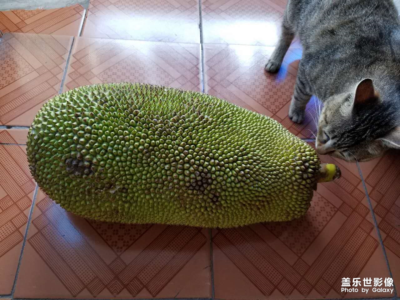 菠蘿菠蘿蜜