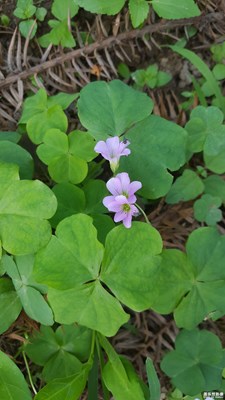《初夏風(fēng)情畫》+福建龍巖+花花世界