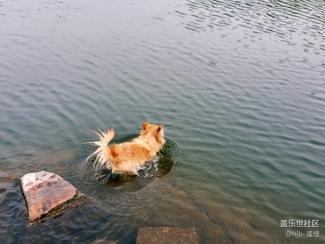 黛秀湖中的游泳健將