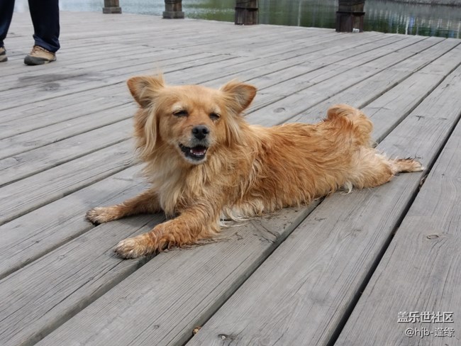 黛秀湖中的游泳健將