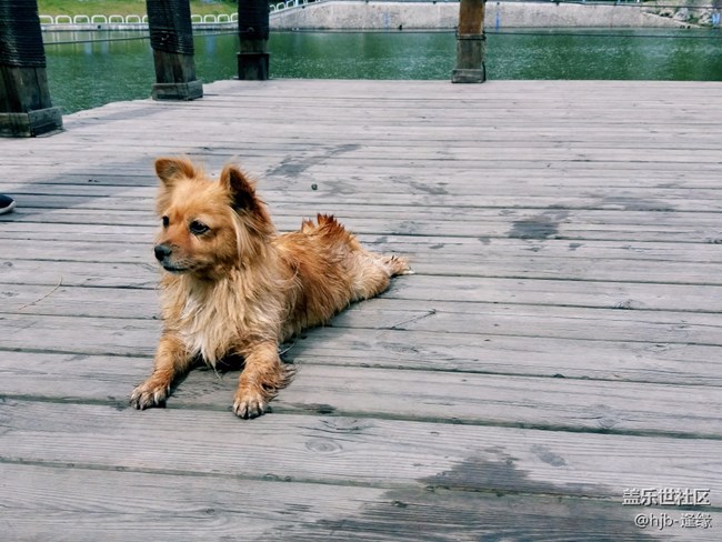 黛秀湖中的游泳健將