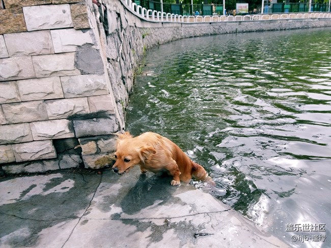 黛秀湖中的游泳健將