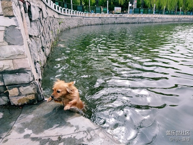 黛秀湖中的游泳健將