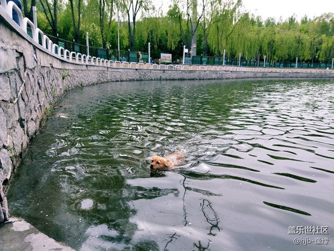 黛秀湖中的游泳健將