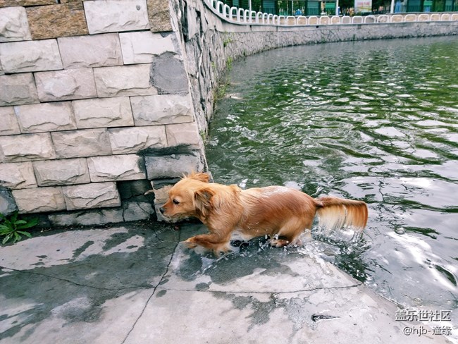 黛秀湖中的游泳健將