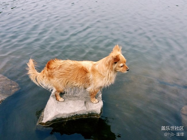 黛秀湖中的游泳健將