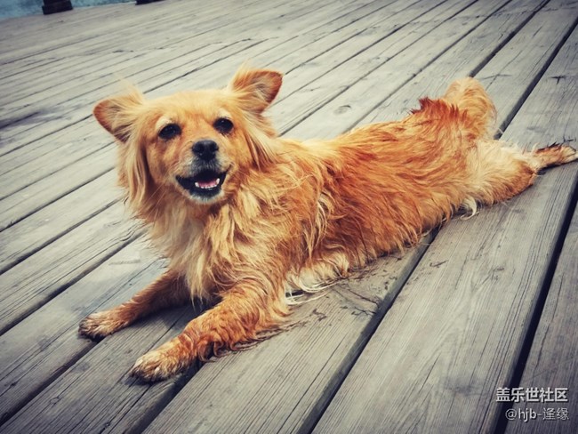 黛秀湖中的游泳健將