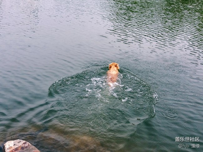 黛秀湖中的游泳健將
