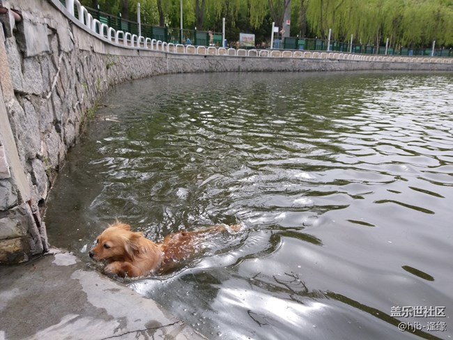 黛秀湖中的游泳健將